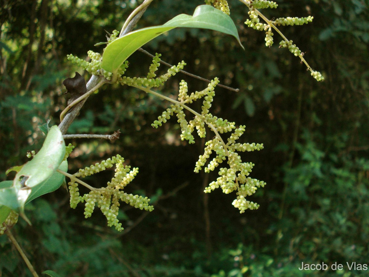 Dioscorea oppositifolia L.